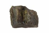 Triceratops Shed Tooth - Montana #94843-1